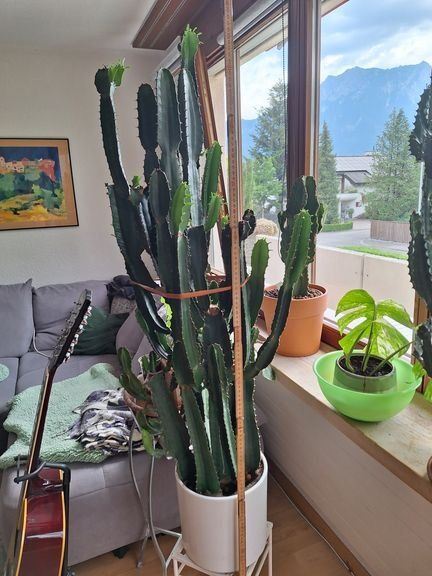 Pflanzen & Samen: Euforbia – Gebraucht aus Buchs SG von gibol