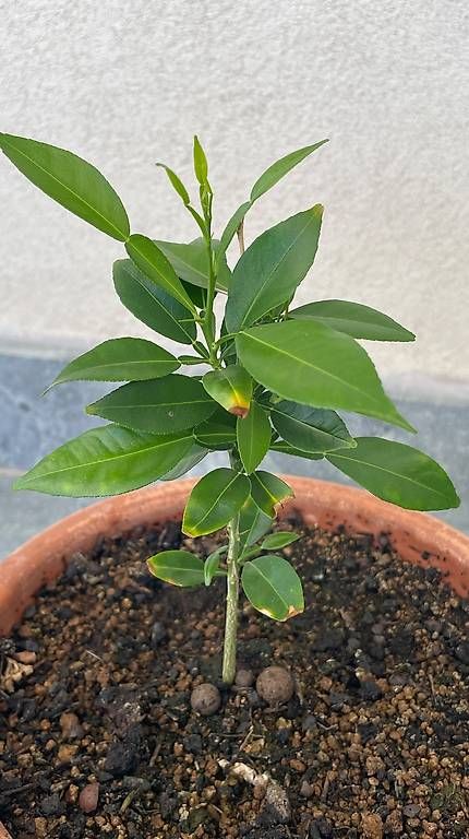 Pflanzen & Samen: Citronnier Yuzu , env. 20 cm – Gebraucht aus Jussy von Retrove 2
