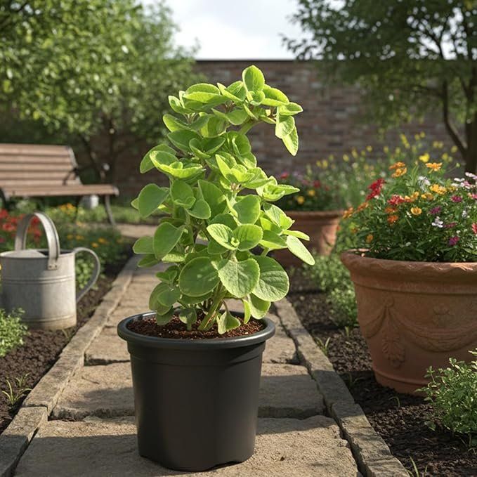 Plantes & graines: Zimmerpflanzen Indischer Borretsch oder Kubanischer Oregano. – Neuf avec emballage d'origine à Aarburg par saluvava