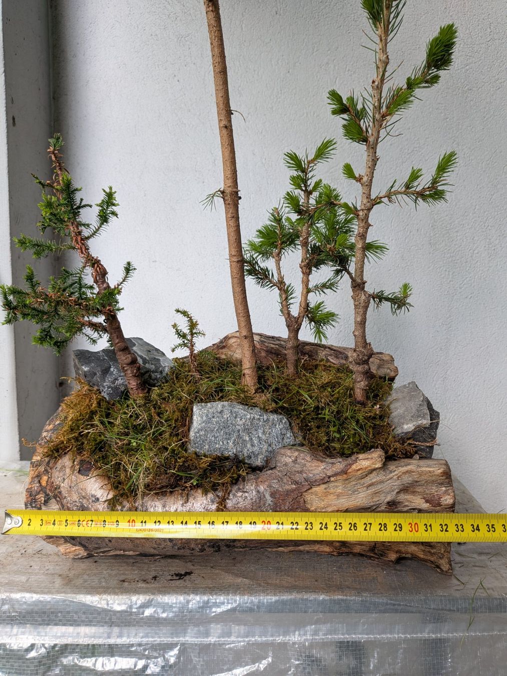 Piante & sementi: Bonsai-Wald – Usato da Bern venduto da Hydrom 5