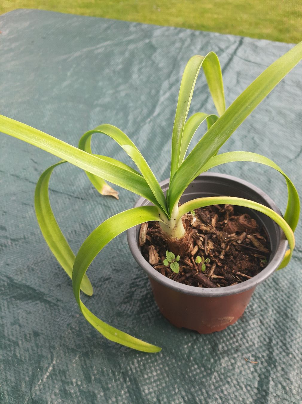 Piante & sementi: Agapanthus, Jungpflanze – Usato da Effretikon venduto da Misterdyn 1