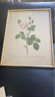 Antike Rosen-Lithographie, Rosier Mousseux, gerahmt, Deko