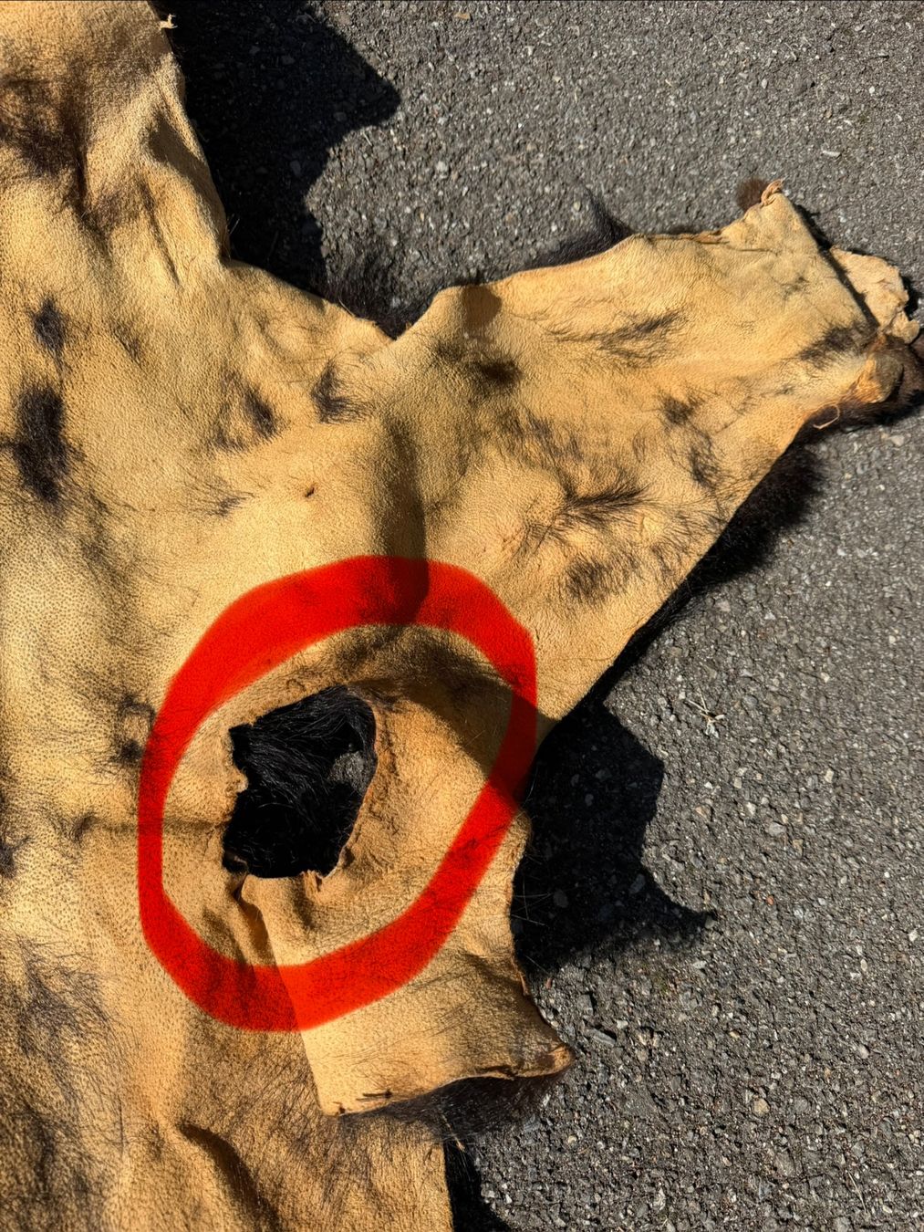 Welt der Tiere: Echtes Bären Fell - Legal – Neu (gemäss Beschreibung) aus Thun von Abalona3600 5