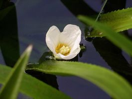 Krebsschere (Stratiotes aloides) Wasserpflanze winterhart