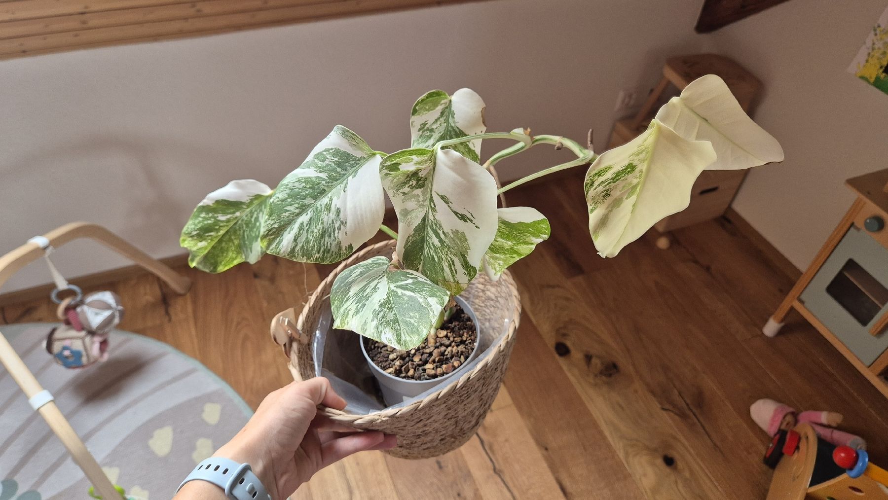 Piante & sementi: Monstera Albo Variegata Pflanze – Nuovo (secondo la descrizione) da Horgenberg venduto da callmeloco 1
