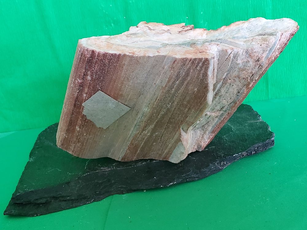Aquarium-Pinzette Extra Lang 48 Cm Gebogen – Edelstahl, Für Aquascaping & Korallenfütterung