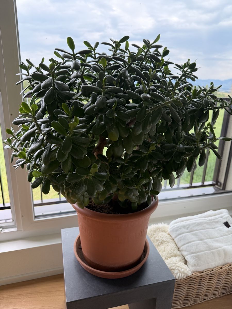 Piante & sementi: Geldbaum (crassula ovata) – Usato da Egg b. Zürich venduto da Burrito1