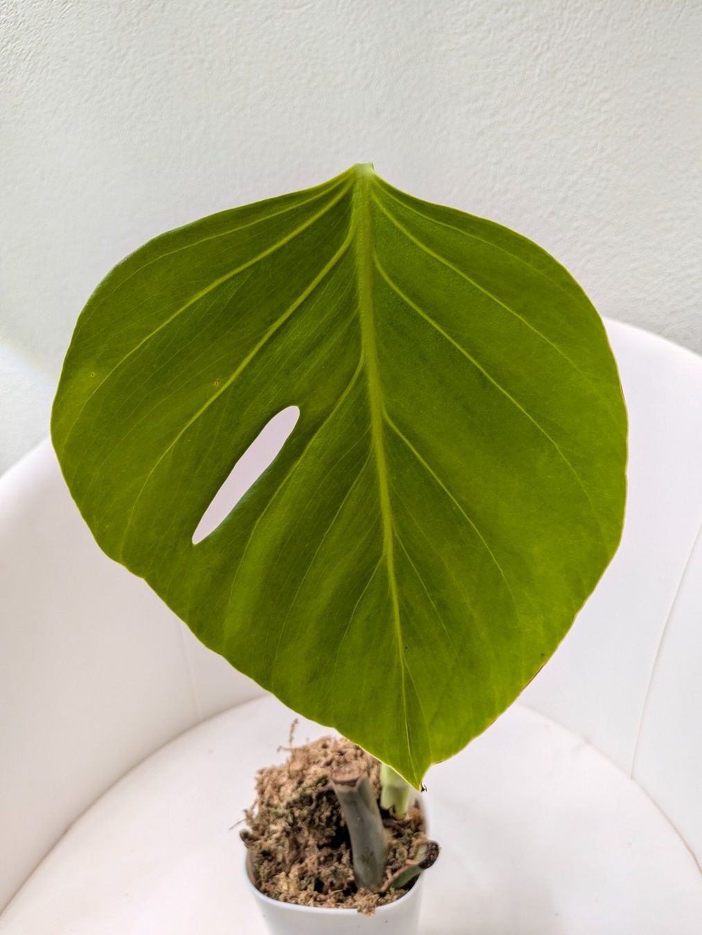 Piante & sementi: Bouture Monstera Delicosa Sieranna – Usato da Genève venduto da Venellah 1