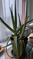 Aloe Vera ca. 3 J.a. ca.60 cm