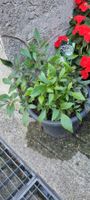 Spirea  im Topf winterhart im Topf D.23cm