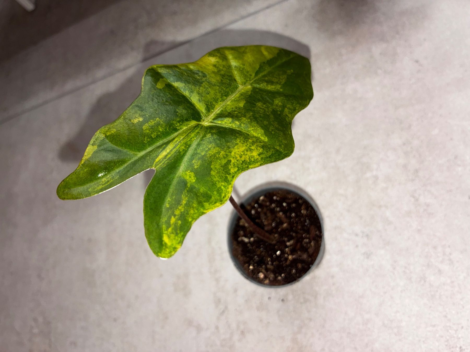 Pflanzen & Samen: Alocasia Pseudo Sanderiana Aurea – Neu (gemäss Beschreibung) aus Alchenflüh von Timmmsen 1
