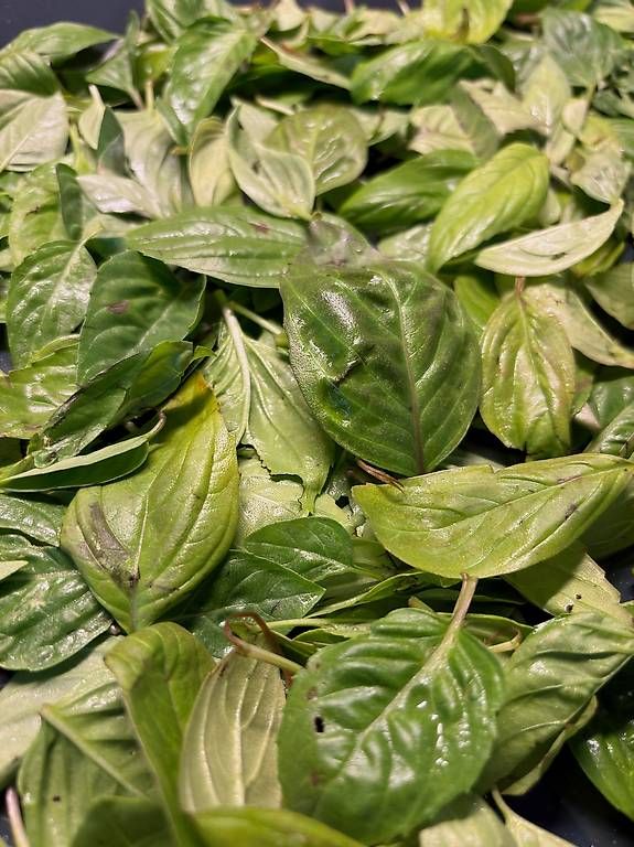 Cibi & Specialità: Basilic bio séché - basilikum – Nuovo (secondo la descrizione) da Lausanne venduto da mpampouras 3