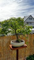 Bonsai Fächer-Ahorn in Keramikschale 