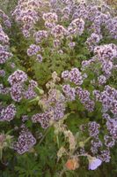 300 Samen Oregano Origanum Vulgare Wilder Oregano Kräuter
