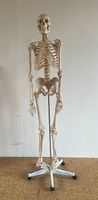 Lebensgrosses Anatomie-Skelett, 180 cm, mit Standfuss