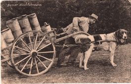 Ansichtskarte Berner Milchfurhmann mit Hundekarren