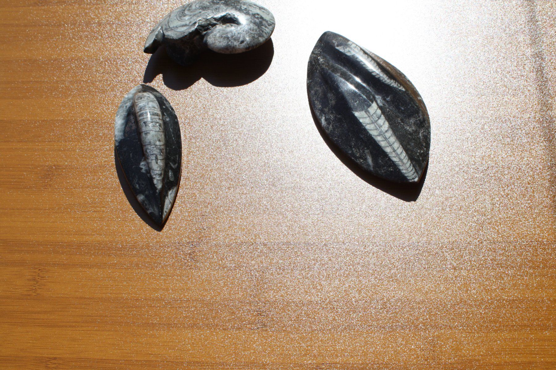 Fossili: 3 SCHÖNE STEINE POLIERT FOSSIL ECHT ?? – Usato da Wauwil venduto da Pneuedy 1