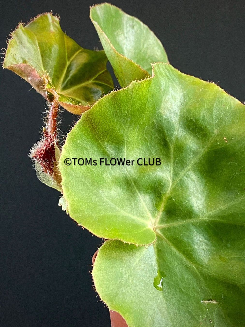Piante & sementi: Begonia Erythrophylla - Beefsteak Begonia – Nuovo e nell'imballaggio originale da Adliswil venduto da astom369 7