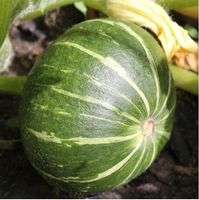 Kürbis Ambar (Buschkürbis) / 2 Samen