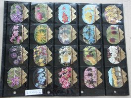 Serie  21  K + L       Alpenblumen