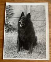 Foto eines belgischen Schäferhund Groenendael um 1965