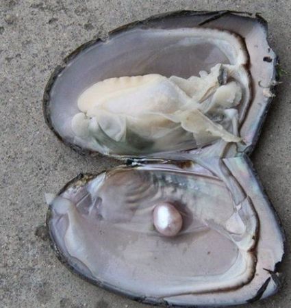 Muschel Auster Perlen