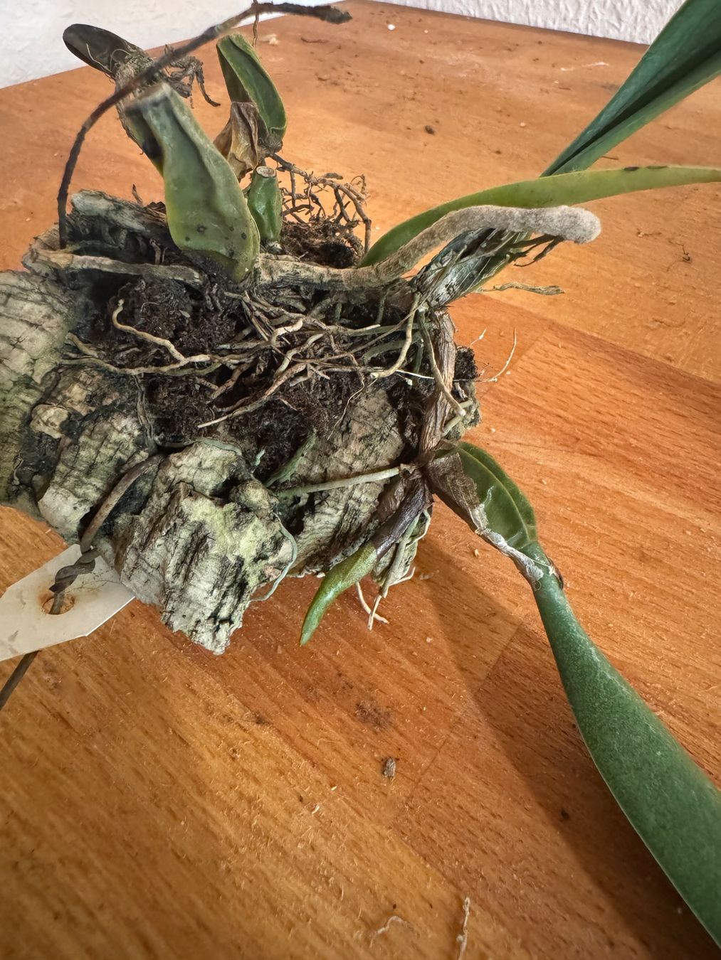 Plantes & graines: Bulbophyllum bicolor – D'occasion à Männedorf par mrclst 3