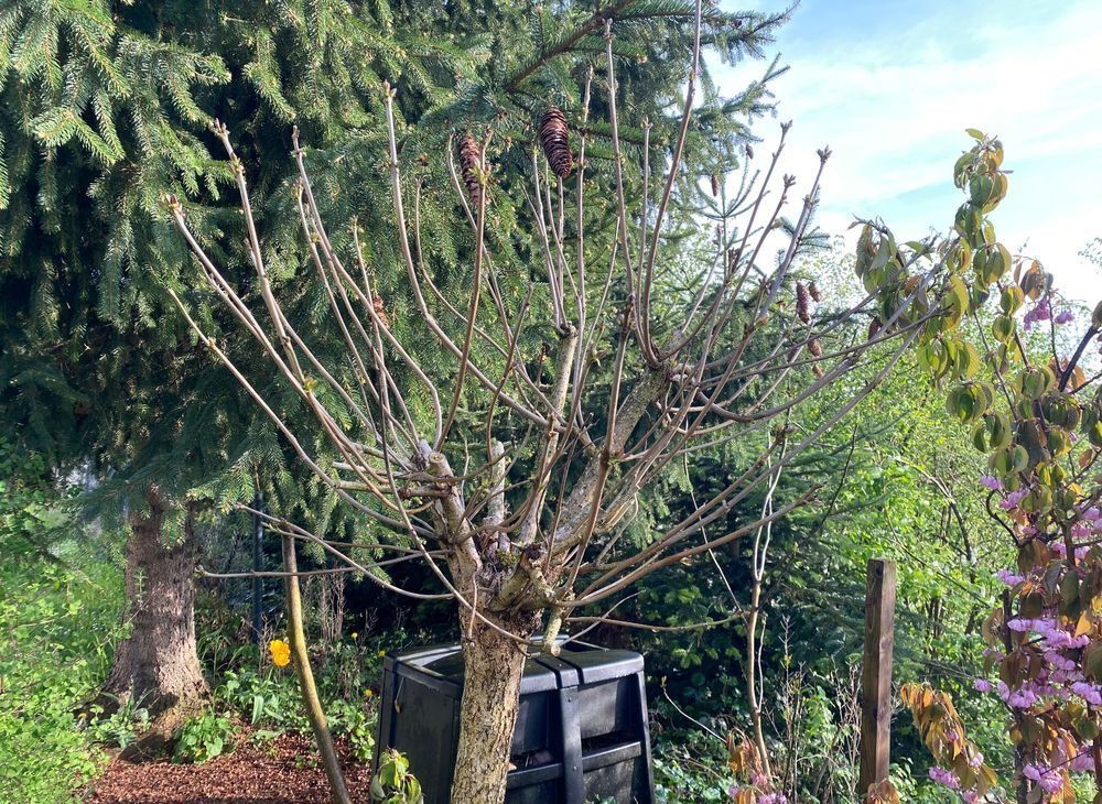 Pflanzen & Samen: Trompetenbaum Pflanzen Blumen Gartenbäume Baum – Gebraucht aus Dottikon von 6571 8