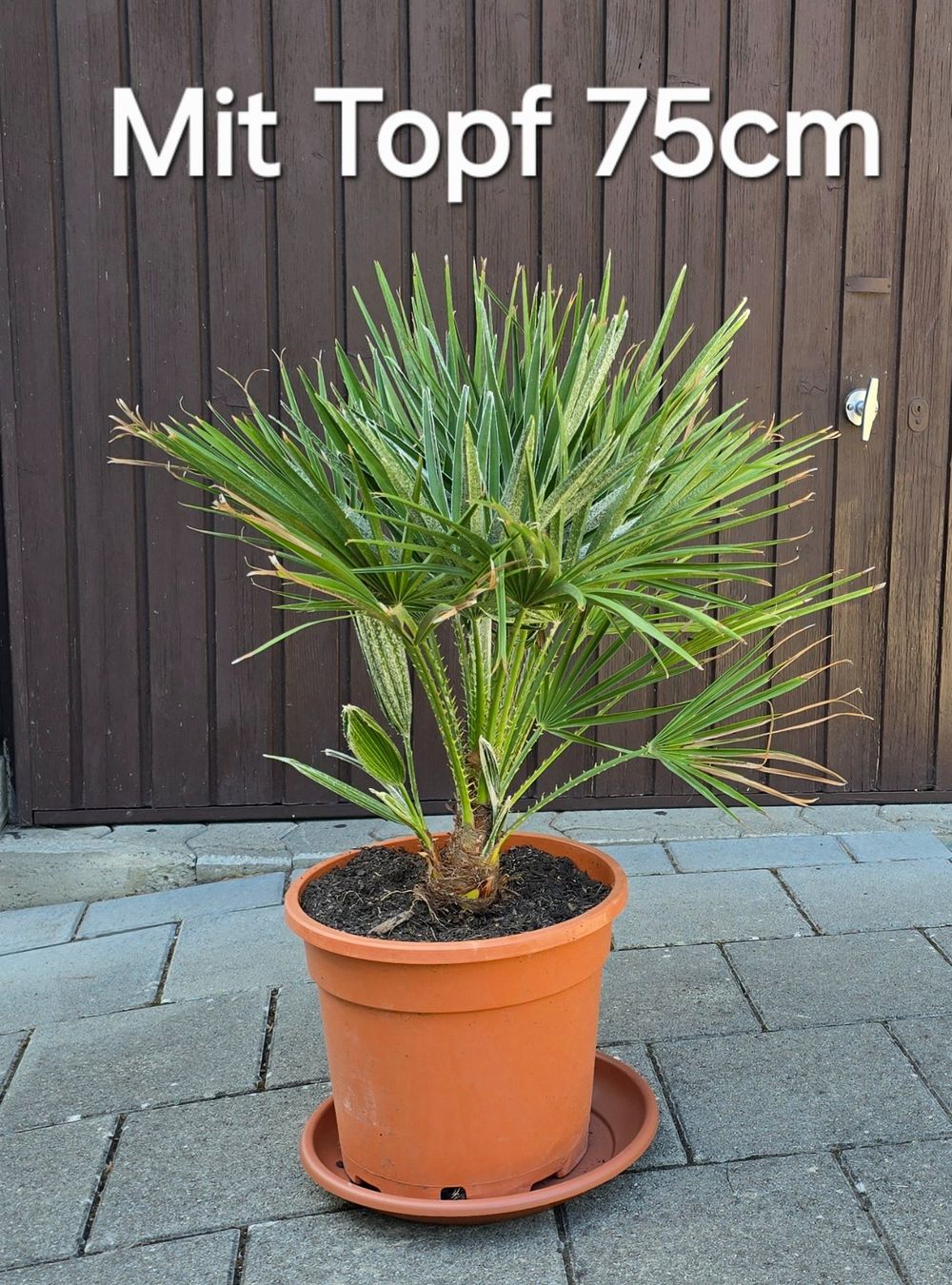 Piante & sementi: Fächerpalme Chamaerops humilis – Usato da Aarburg venduto da popkorn65