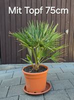 Fächerpalme Chamaerops humilis