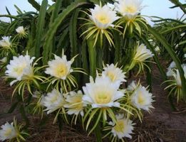 Gelbe Drachenfrucht, Pitahaya - 30 Samen