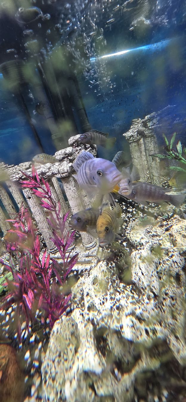 Aquarium: Aquarium Juwel Trigon 350 – Gebraucht aus Veltheim AG von xiki90 2