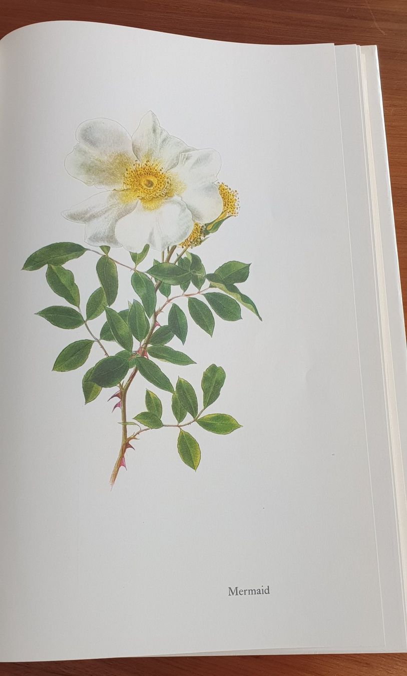Libri: "Vom Ruhm der Rose" – Usato da Luzern venduto da Tangerine6 4