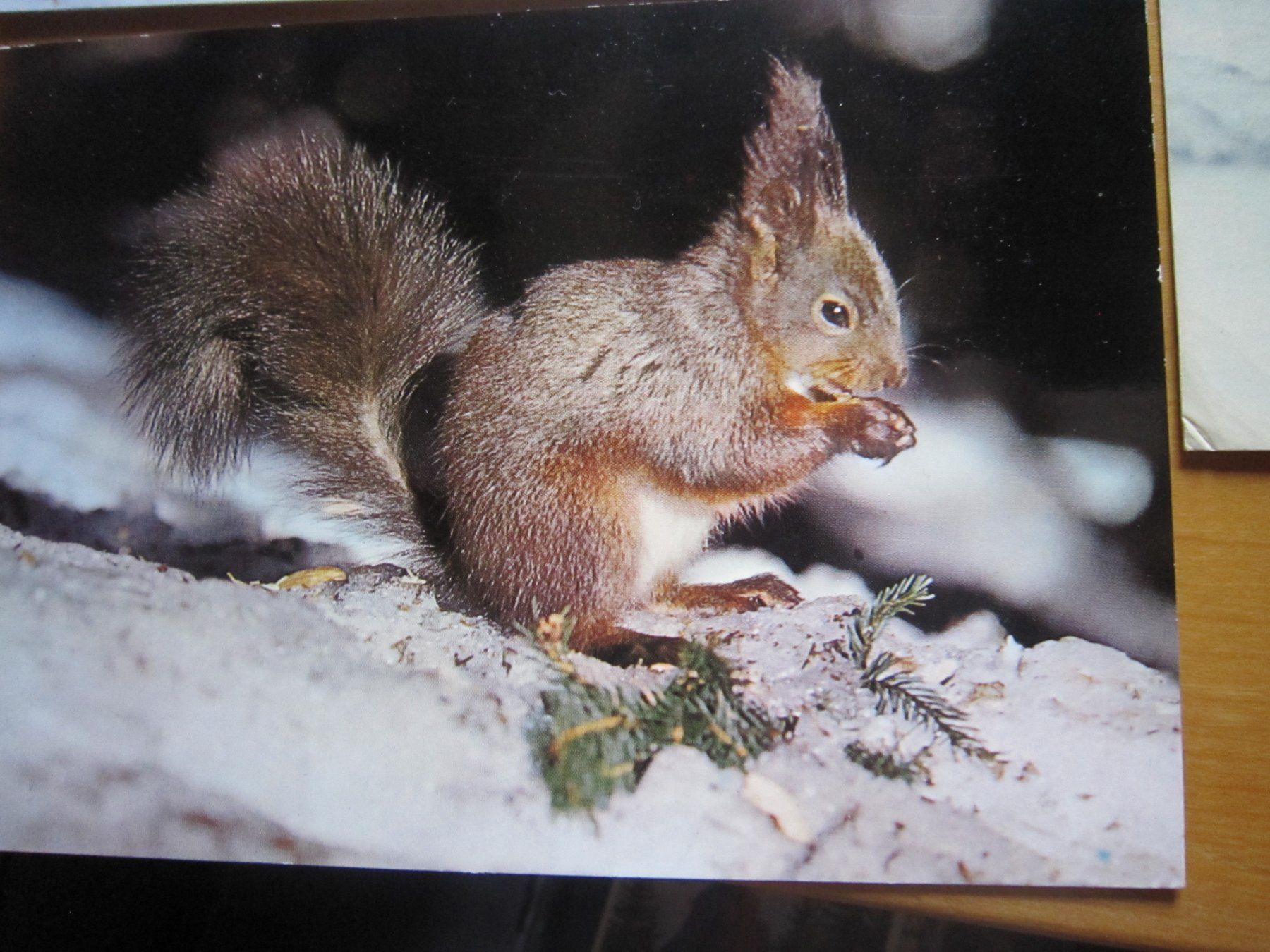 Cartes postales: No 17 Postkarte Eichhörnchen – D'occasion à Gordola par Polentaefung 3