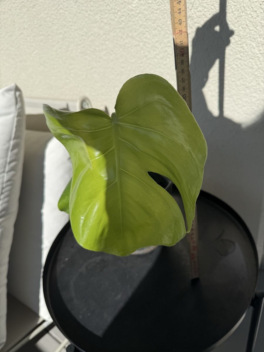 Piante & sementi: Zimmerpflanze Ableger Monstera gebraucht – Usato da Menziken venduto da Fluriology 1