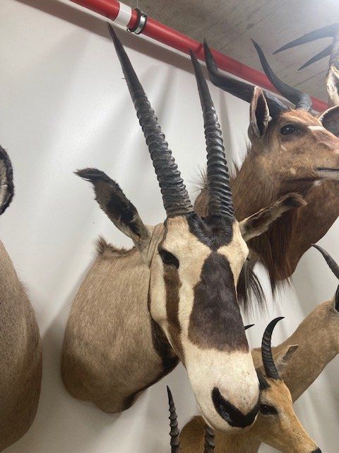 Welt der Tiere: Oryx – Gebraucht aus Pfaffnau von Yoka0 1