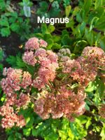 Sedum Magnus Fette Henne