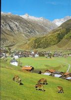 SEDRUN (Tujetsch) Kühe
