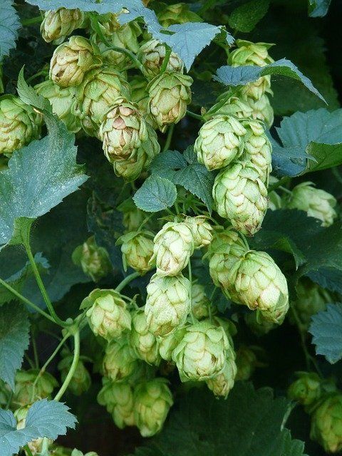 Pflanzen & Samen: Hopfen - Humulus lupulus - 50 Samen – Neu und originalverpackt aus Sumiswald von Cham14558 1