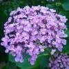 Piante & sementi: Hortensia lila  'Ayesha'  2 PLANTS – Nuovo (secondo la descrizione) da Bremblens venduto da FIBONACCI369