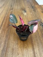 Philodendron Pink Princess Galaxy 🩷