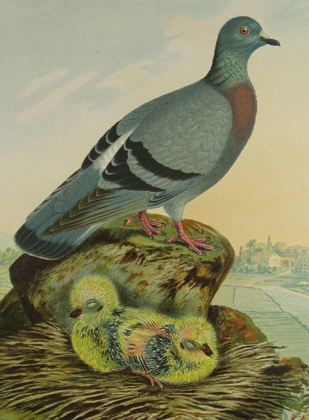 Grafica & Litografie: FELDTAUBE, CHROMOLITHOGRAPHIE UM 1900 – Usato da Grüningen venduto da Kartensammler 3