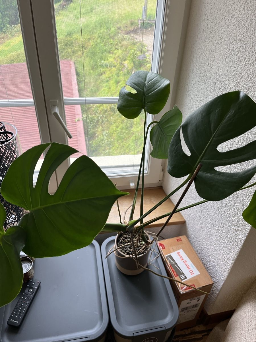 Pflanzen & Samen: Monstera – Gebraucht aus Niedergösgen von rianaa__ 1