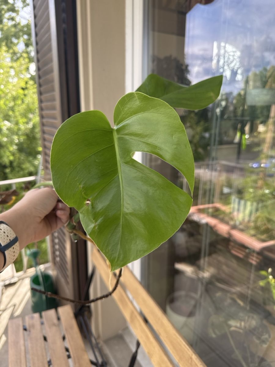 Piante & sementi: Vergrünte Monstera Aurea – Usato da Villnachern venduto da Lommy