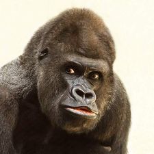 Profile image of SirKingKong87