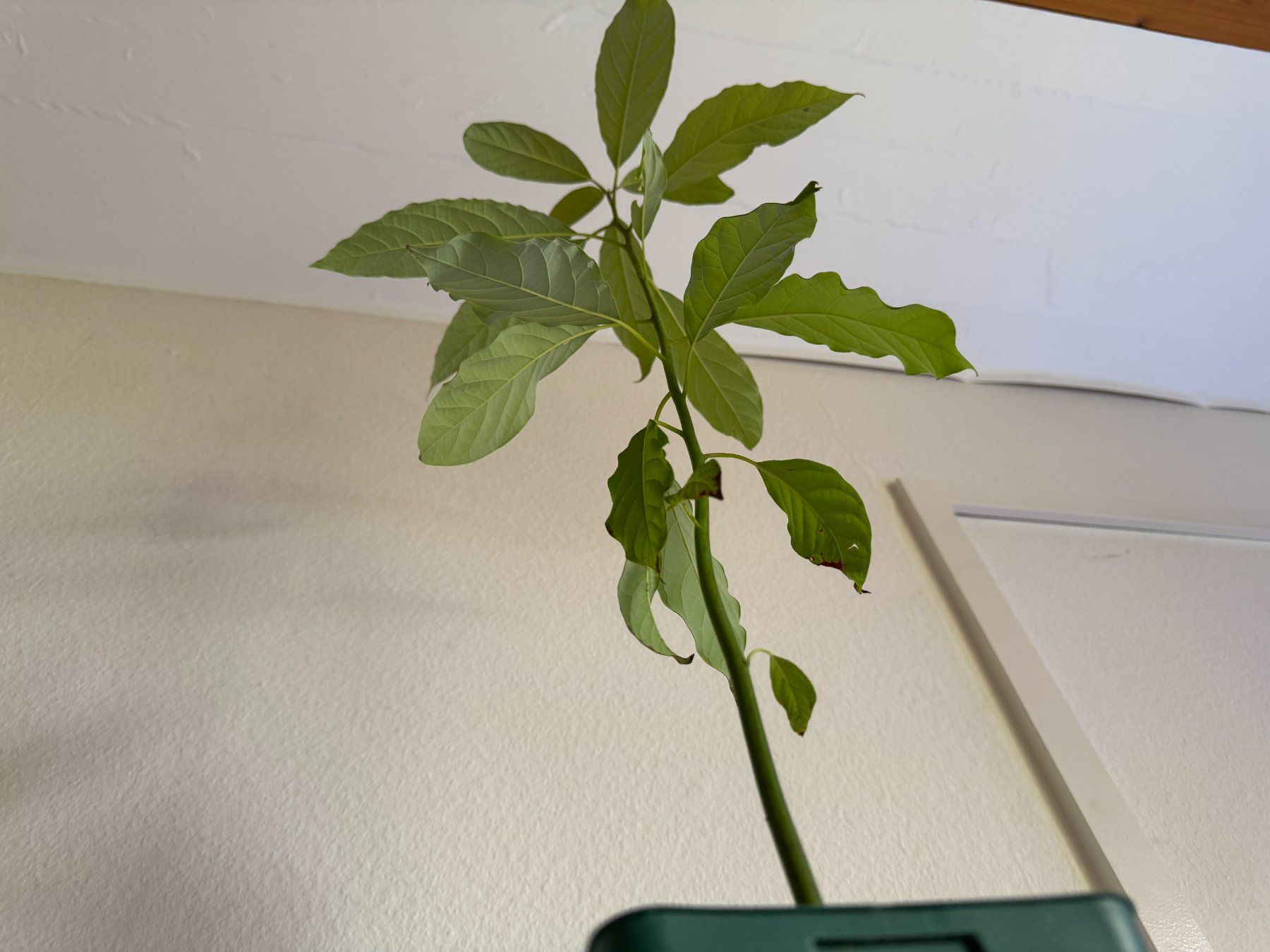 Piante & sementi: Avocado Baum – Usato da Schlieren venduto da Edgar_k 2