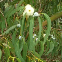 Eucalyptus Globulus  15-20cm