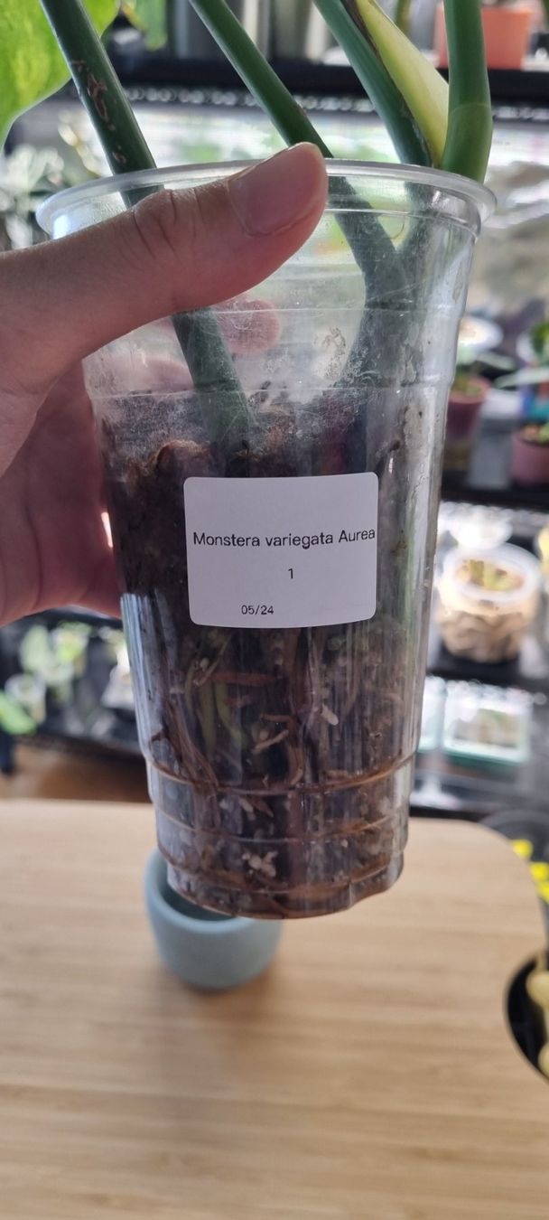 Pflanzen & Samen: 🌿 Monstera Aurea Variegata - Größe M – Neu und originalverpackt aus Wallenwil von LadyLeaf_Ellis1 2