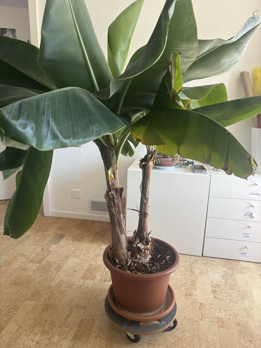 Plantes & graines: Palmier en pot – Neuf (Voir description) à Tavannes par Phildan76