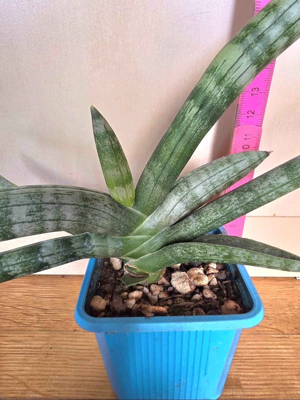 Piante & sementi: Sanseveria cylindrica / Bogenhanf – Nuovo (secondo la descrizione) da Thalheim venduto da silvara01 2